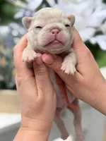 Male New Shade Isabella Merle DOB 04.27.2026 | French bulldog puppy, a male French Bulldog for sale in Cumming, GA – 5 of 6