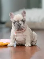  Female Fawn Merle DOB 03.22.2026 | French bulldog puppy, a female French Bulldog for sale in Cumming, GA – 8 of 10