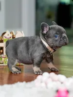 Female Blue Tan DOB 04.10.2026 | French bulldog puppy, a female French Bulldog for sale in Cumming, GA – 6 of 9