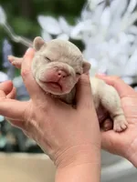 Male New Shade Isabella Merle DOB 04.27.2026 | French bulldog puppy, a male French Bulldog for sale in Cumming, GA – 3 of 6