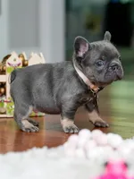 Female Blue Tan DOB 04.10.2026 | French bulldog puppy, a female French Bulldog for sale in Cumming, GA – 5 of 9