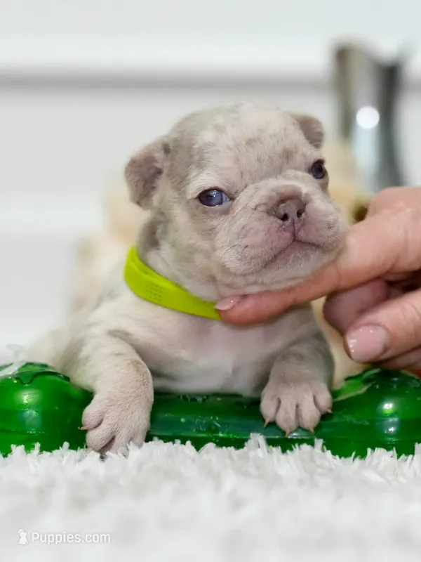 Male New Shade Isabella Merle DOB 04.27.2026 | French bulldog puppy – French Bulldog puppy for sale in Cumming, GA