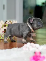 Female Blue Tan DOB 04.10.2026 | French bulldog puppy, a female French Bulldog for sale in Cumming, GA – 9 of 9