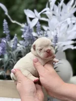 Female Cream DOB 04.27.2026 | French bulldog puppy, a female French Bulldog for sale in Cumming, GA – 2 of 7