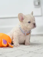 Female Cream FLUFFY DOB 04.17.2026 | French bulldog puppy, a female French Bulldog for sale in Cumming, GA – 3 of 6