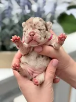 Female Isabella Rojo Merle DOB 04.27.2026 | French bulldog puppy, a female French Bulldog for sale in Cumming, GA – 3 of 6