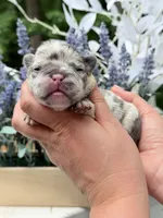 Female Lilac Merle DOB 04.27.2026 | French bulldog puppy, a female French Bulldog for sale in Cumming, GA – 6 of 6