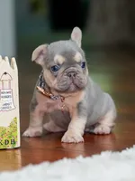 Female Lilac Tan DOB 04.10.2026 | French bulldog puppy, a female French Bulldog for sale in Cumming, GA – 9 of 10