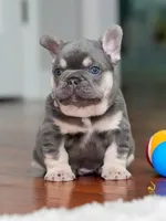 Male Lilac Tan DOB 04.10.2026 | French bulldog puppy, a male French Bulldog for sale in Cumming, GA – 2 of 10
