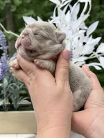 Female New Shade Tan Isabella DOB 04.27.2026 | French bulldog puppy, a female French Bulldog for sale in Cumming, GA – 3 of 7