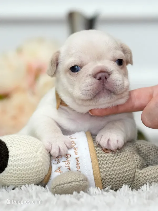Female Cream DOB 04.27.2026 | French bulldog puppy – French Bulldog puppy for sale in Cumming, GA