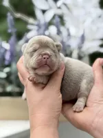 Female New Shade Tan Isabella DOB 04.27.2026 | French bulldog puppy, a female French Bulldog for sale in Cumming, GA – 2 of 7