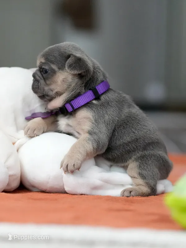 Female Blue Tan – French Bulldog puppy for sale in Cumming, GA
