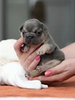 Female Blue Tan, a female French Bulldog for sale in Cumming, GA – Photo 8 of 8