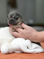 Female Blue Tan, a female French Bulldog for sale in Cumming, GA – Photo 6 of 8