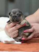 Female Blue Tan, a female French Bulldog for sale in Cumming, GA – Photo 7 of 8