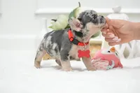 Puppy, a female French Bulldog for sale in Cumming, GA – Photo 1 of 4