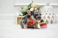 Puppy, a female French Bulldog for sale in Cumming, GA – Photo 3 of 4