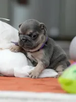 Female Blue Tan, a female French Bulldog for sale in Cumming, GA – Photo 3 of 8