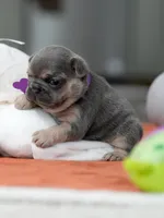 Female Blue Tan, a female French Bulldog for sale in Cumming, GA – Photo 2 of 8