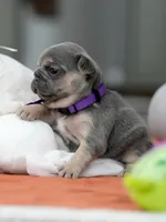 Female Blue Tan, a female French Bulldog for sale in Cumming, GA – Photo 4 of 8