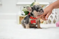 Puppy, a female French Bulldog for sale in Cumming, GA – Photo 2 of 4
