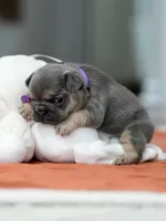 Female Blue Tan, a female French Bulldog for sale in Cumming, GA – Photo 5 of 8