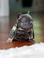 Female Blue Tan DOB 04.10.2026 | French bulldog puppy, a female French Bulldog for sale in Cumming, GA – 4 of 9