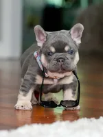 Male Lilac Tan DOB 04.10.2026 | French bulldog puppy, a male French Bulldog for sale in Cumming, GA – 6 of 10