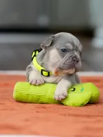 Male Lilac Tan, a male French Bulldog for sale in Cumming, GA – Photo 2 of 9