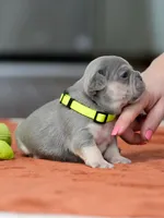 Male Lilac Tan, a male French Bulldog for sale in Cumming, GA – Photo 6 of 9