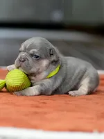 Male Lilac Tan, a male French Bulldog for sale in Cumming, GA – Photo 4 of 9