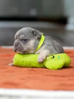 Male Lilac Tan, a male French Bulldog for sale in Cumming, GA – Photo 5 of 9