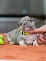 Male Lilac Tan, a male French Bulldog for sale in Cumming, GA – Photo 7 of 9