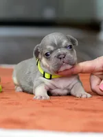Male Lilac Tan, a male French Bulldog for sale in Cumming, GA – Photo 3 of 9
