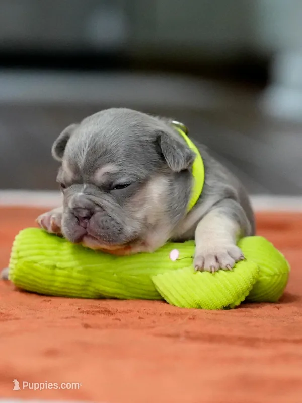 Male Lilac Tan – French Bulldog puppy for sale in Cumming, GA