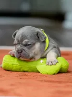 Male Lilac Tan, a male French Bulldog for sale in Cumming, GA – Photo 1 of 9