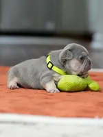 Male Lilac Tan, a male French Bulldog for sale in Cumming, GA – Photo 9 of 9