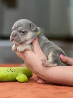 Male Lilac Tan, a male French Bulldog for sale in Cumming, GA – Photo 8 of 9