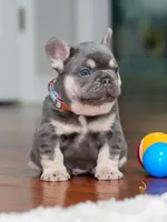 Male Lilac Tan DOB 04.10.2026 | French bulldog puppy, a male French Bulldog for sale in Cumming, GA – 3 of 10