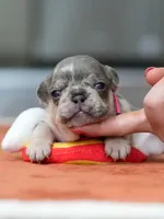 Female Lilac Merle, a female French Bulldog for sale in Cumming, GA – Photo 1 of 6
