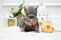 Puppy, a female French Bulldog for sale in Cumming, GA – Photo 2 of 5