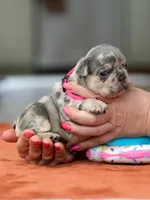 Female Lilac Merle, a female French Bulldog for sale in Cumming, GA – Photo 4 of 6