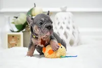 Puppy, a female French Bulldog for sale in Cumming, GA – Photo 1 of 5