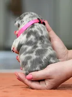 Female Lilac Merle, a female French Bulldog for sale in Cumming, GA – Photo 2 of 6