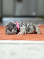 Female Lilac Merle, a female French Bulldog for sale in Cumming, GA – Photo 6 of 6