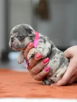 Female Lilac Merle, a female French Bulldog for sale in Cumming, GA – Photo 5 of 6