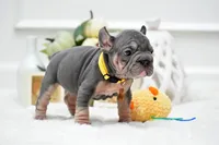 Puppy, a female French Bulldog for sale in Cumming, GA – Photo 3 of 5