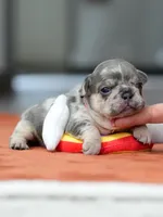 Female Lilac Merle, a female French Bulldog for sale in Cumming, GA – Photo 3 of 6