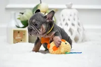 Puppy, a female French Bulldog for sale in Cumming, GA – Photo 5 of 5